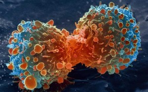Immunity cells killing cancer cells